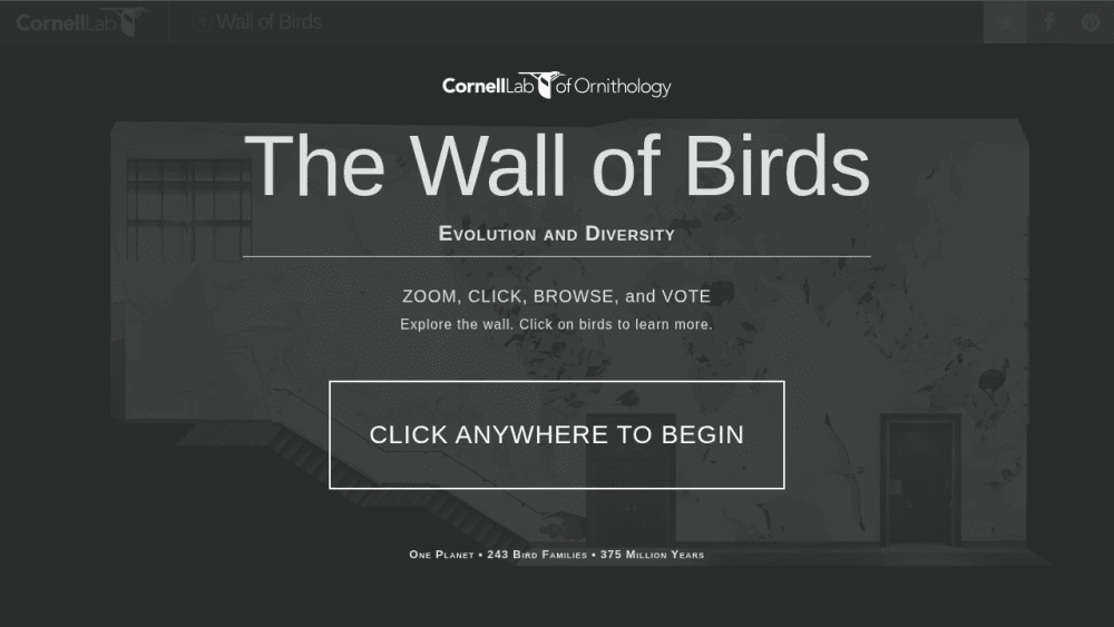 Wall of Birds